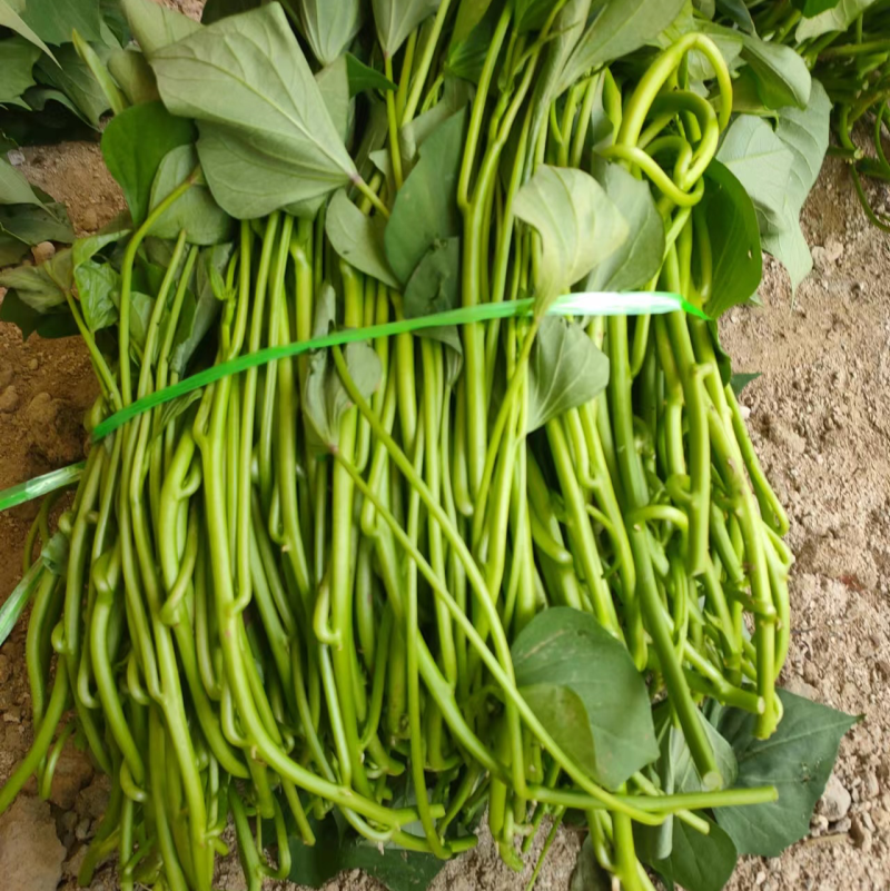龙薯九，拔苗，大田苗，高剪苗