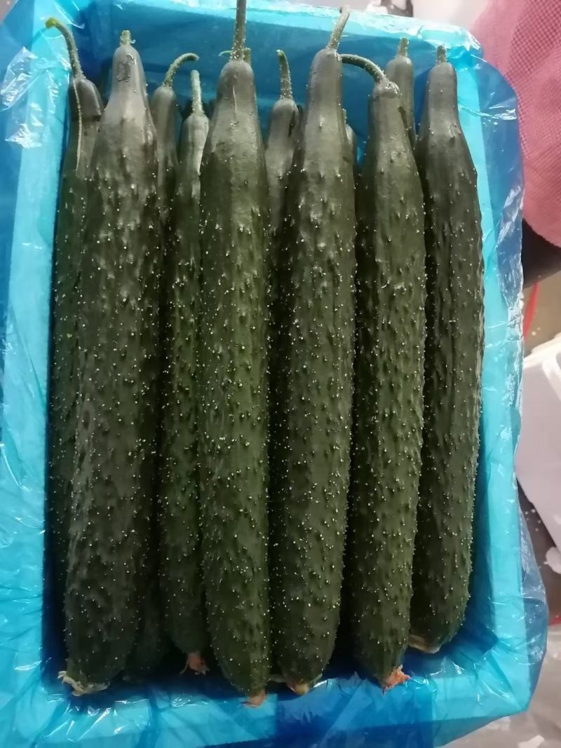 【产地直发】山东密刺黄瓜口感脆嫩量大从优欢迎选购