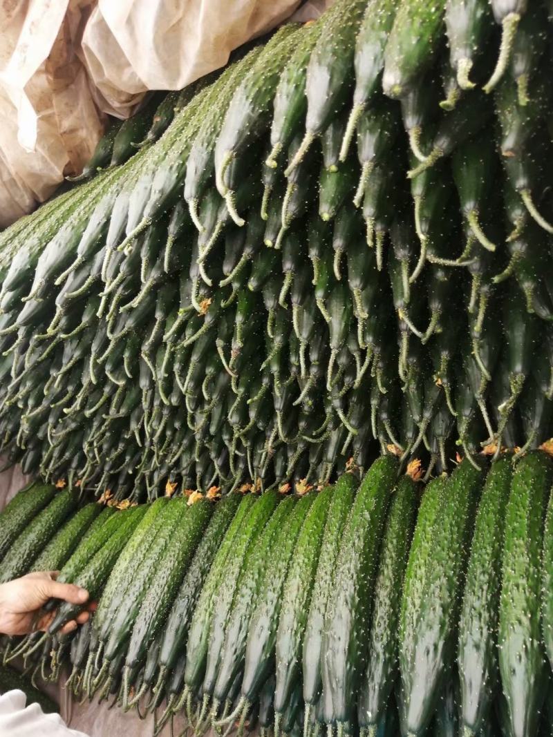 【产地直发】山东密刺黄瓜口感脆嫩量大从优欢迎选购