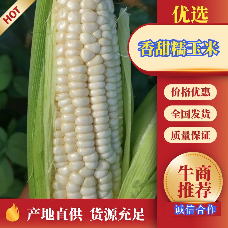 云南高原香甜糯玉米产地直供货源充足欢迎咨询采购