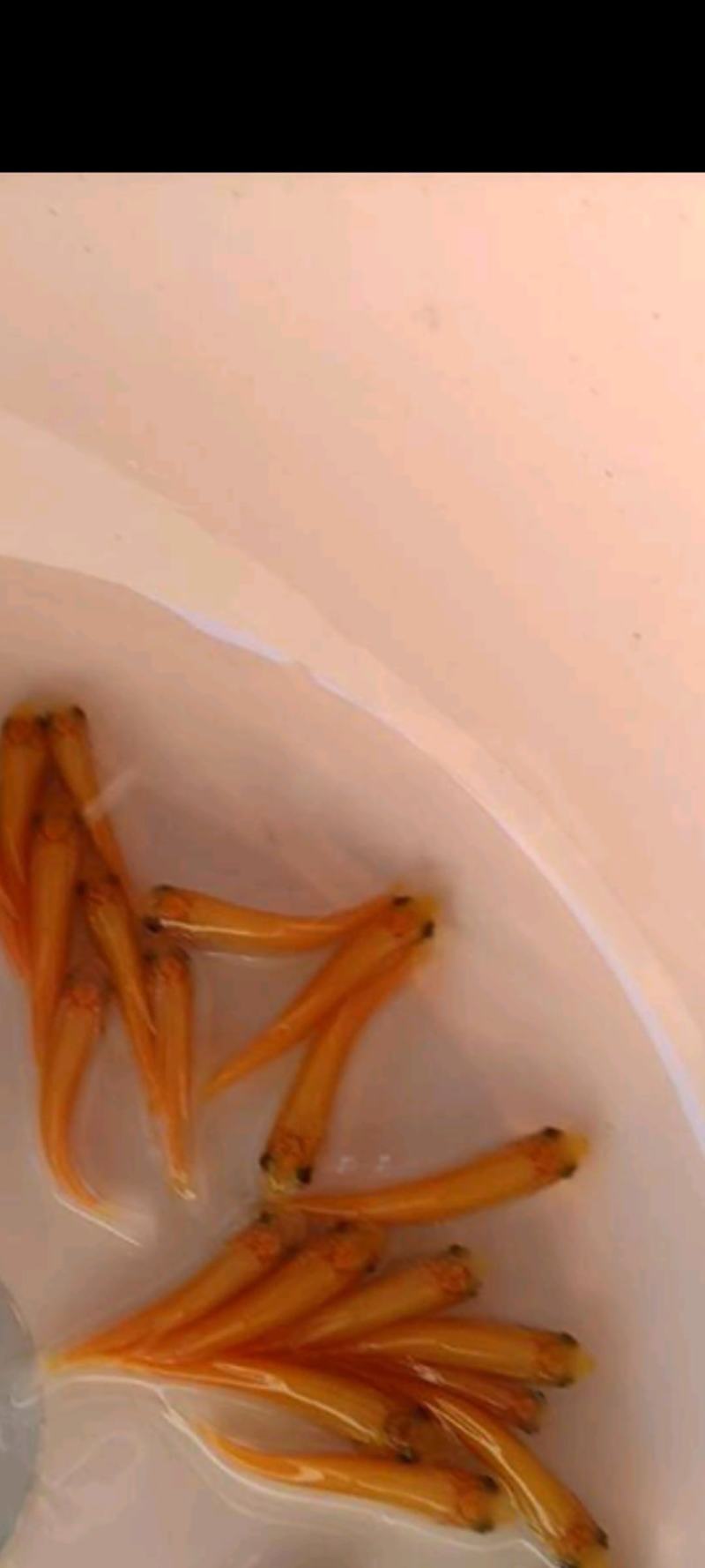 场地直销，大量供应金丝草鱼苗，金丝草鱼苗