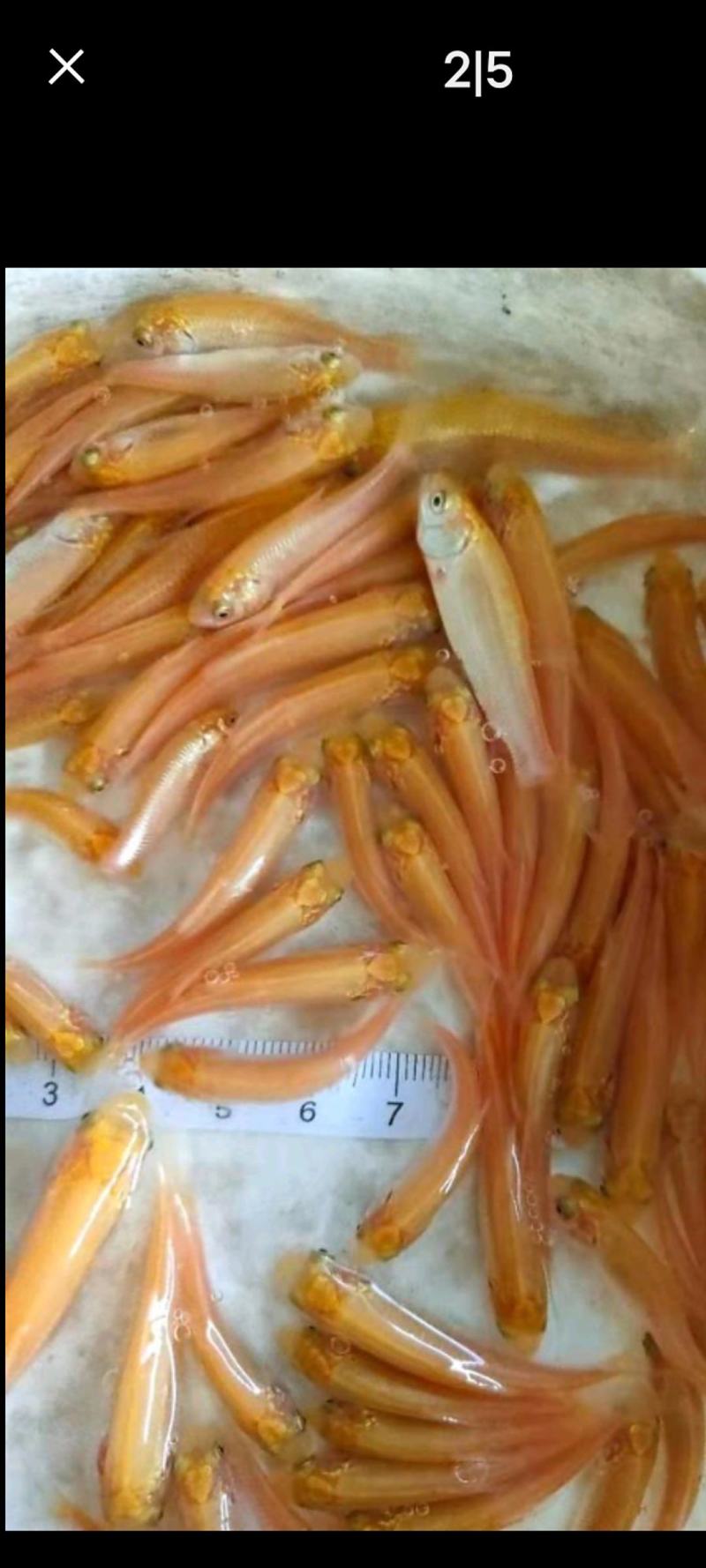 场地直销，大量供应金丝草鱼苗，金丝草鱼苗