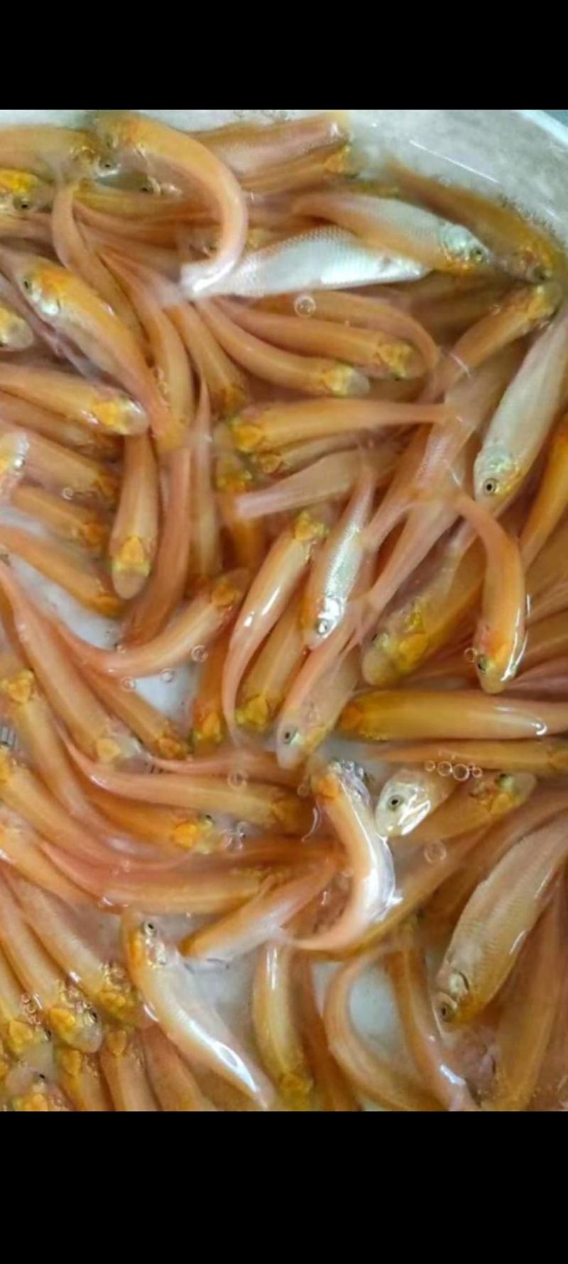 场地直销，大量供应金丝草鱼苗，金丝草鱼苗