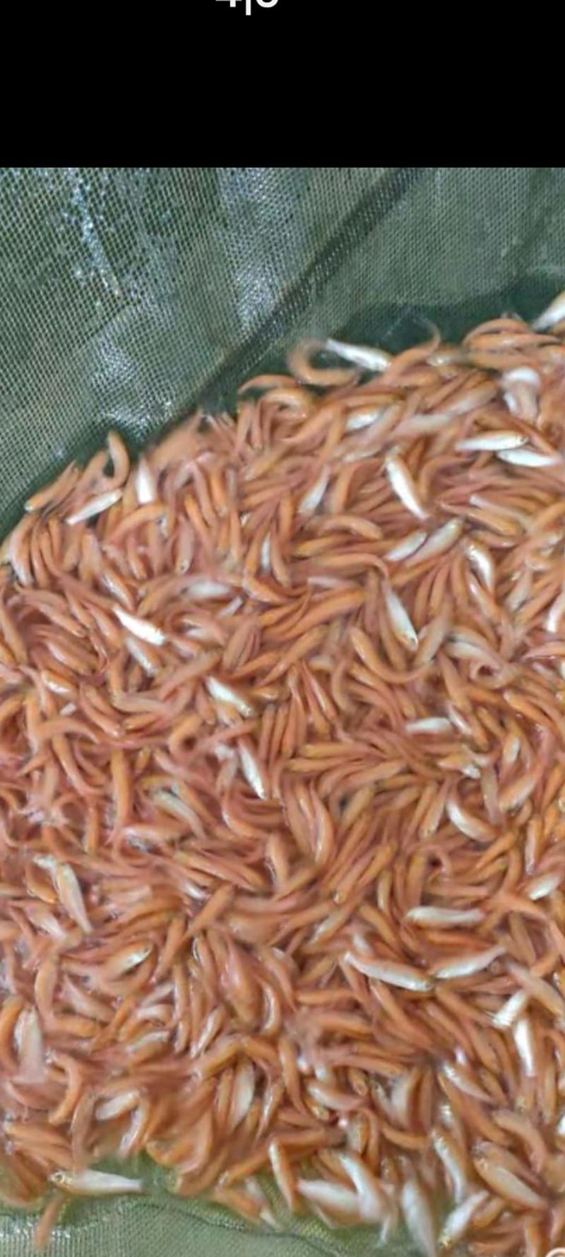 场地直销，大量供应金丝草鱼苗，金丝草鱼苗