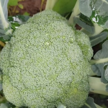 西兰花