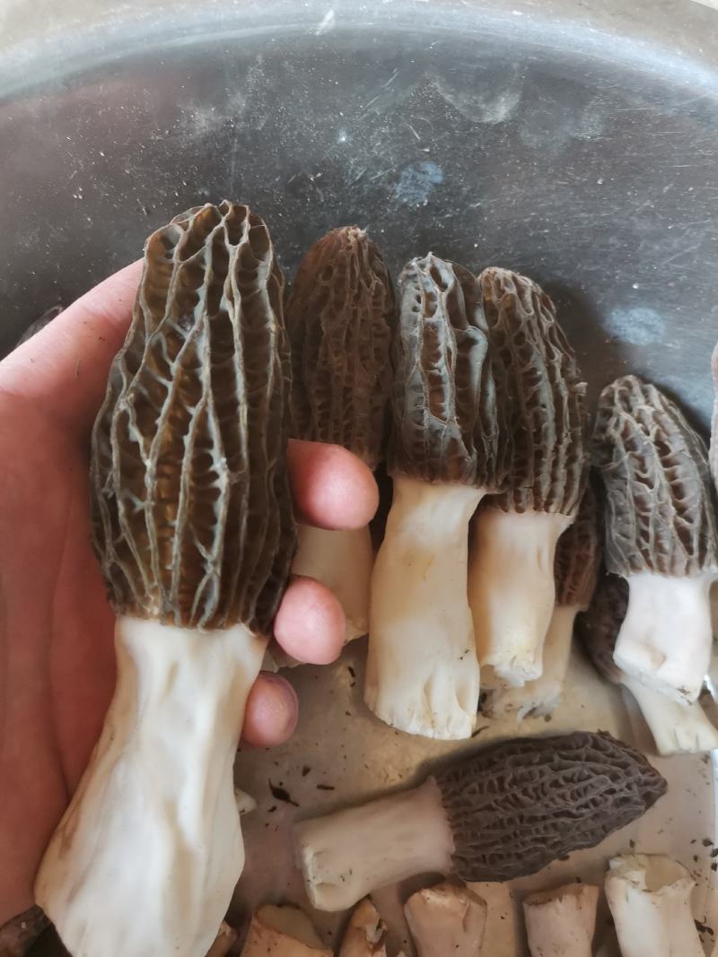 五月份羊肚菌现货可发