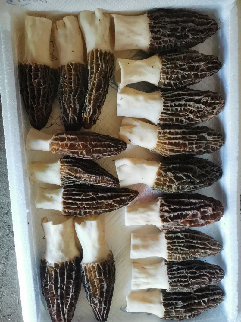 五月份羊肚菌现货可发