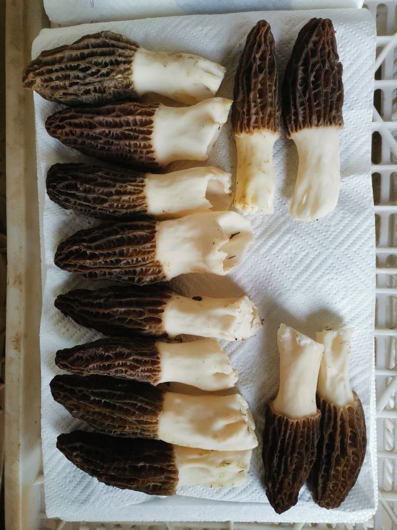 五月份羊肚菌现货可发
