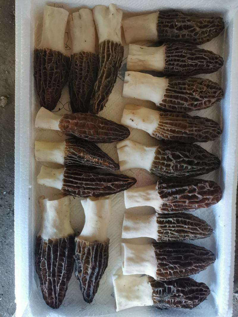 五月份羊肚菌现货可发