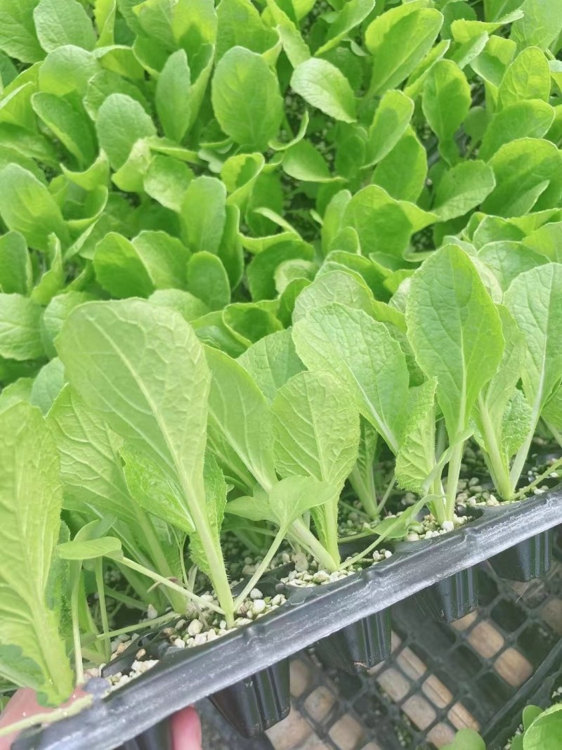 白菜苗耐热抗病大白菜苗越夏耐潮湿高产抗病毒