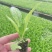 白菜苗耐热抗病大白菜苗越夏耐潮湿高产抗病毒