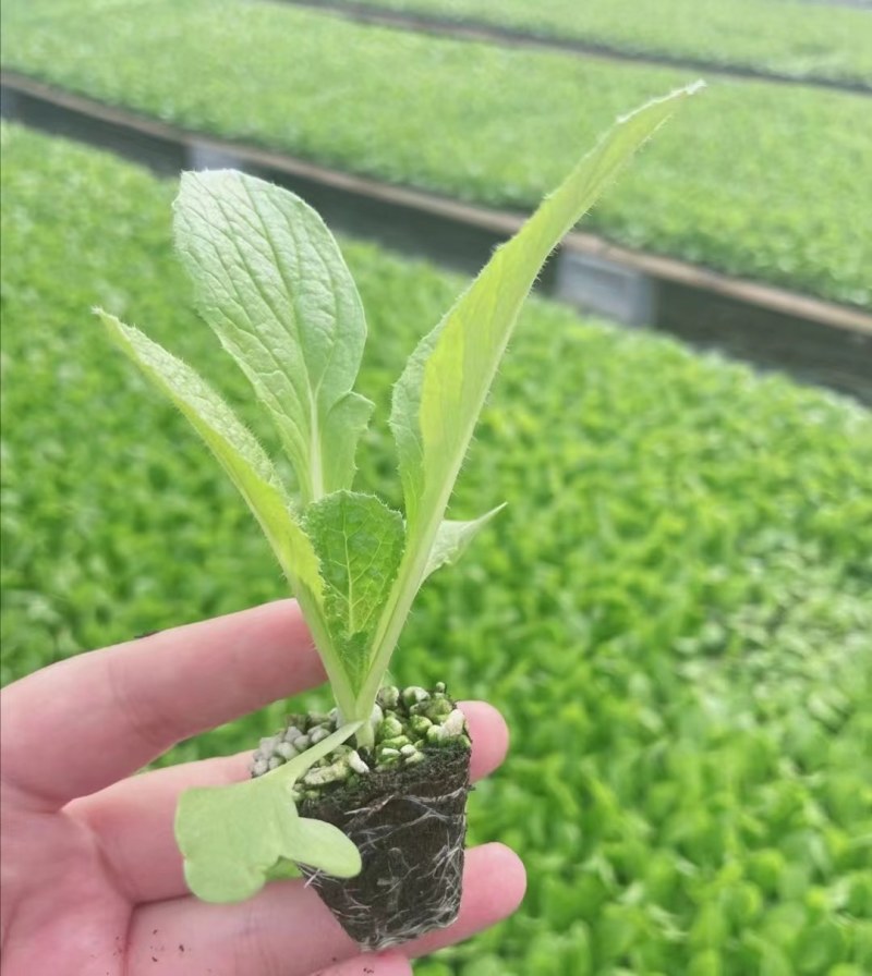 白菜苗耐热抗病大白菜苗越夏耐潮湿高产抗病毒
