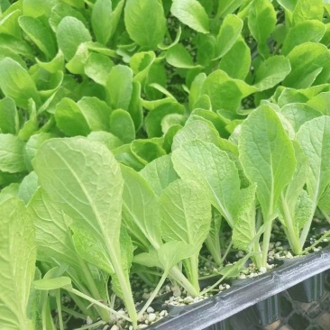 白菜苗耐热抗病大白菜苗越夏耐潮湿高产抗病毒