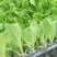 白菜苗耐热抗病大白菜苗越夏耐潮湿高产抗病毒