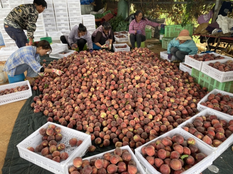 云南建水县红宝石开园采，1000亩自己家园子