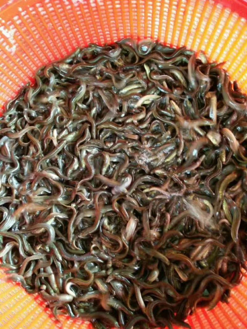 基地直销，大量供应，泥鳅鱼苗，可视频联系看货