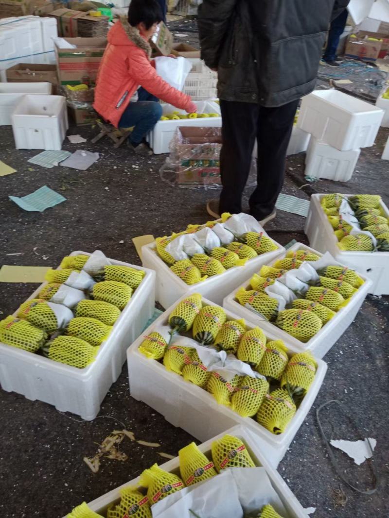 山东高桥村大量供应精品甜瓜，绿宝甜瓜，博洋系列，品种全，