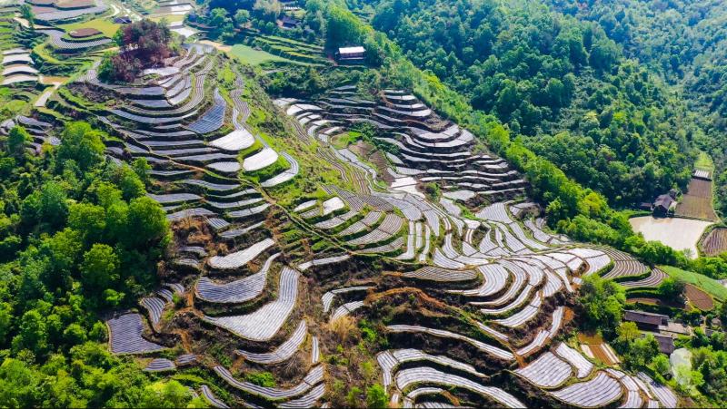 我要卖茶叶