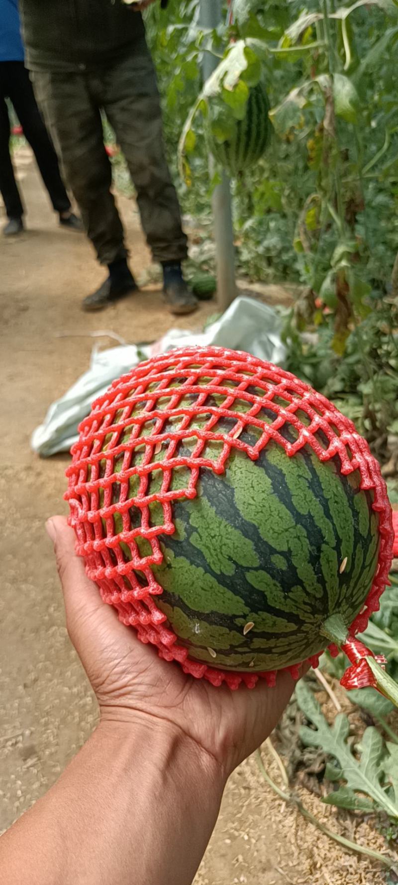商河珍珠红西瓜黑粒脆甜，入口即化，大工棚种植