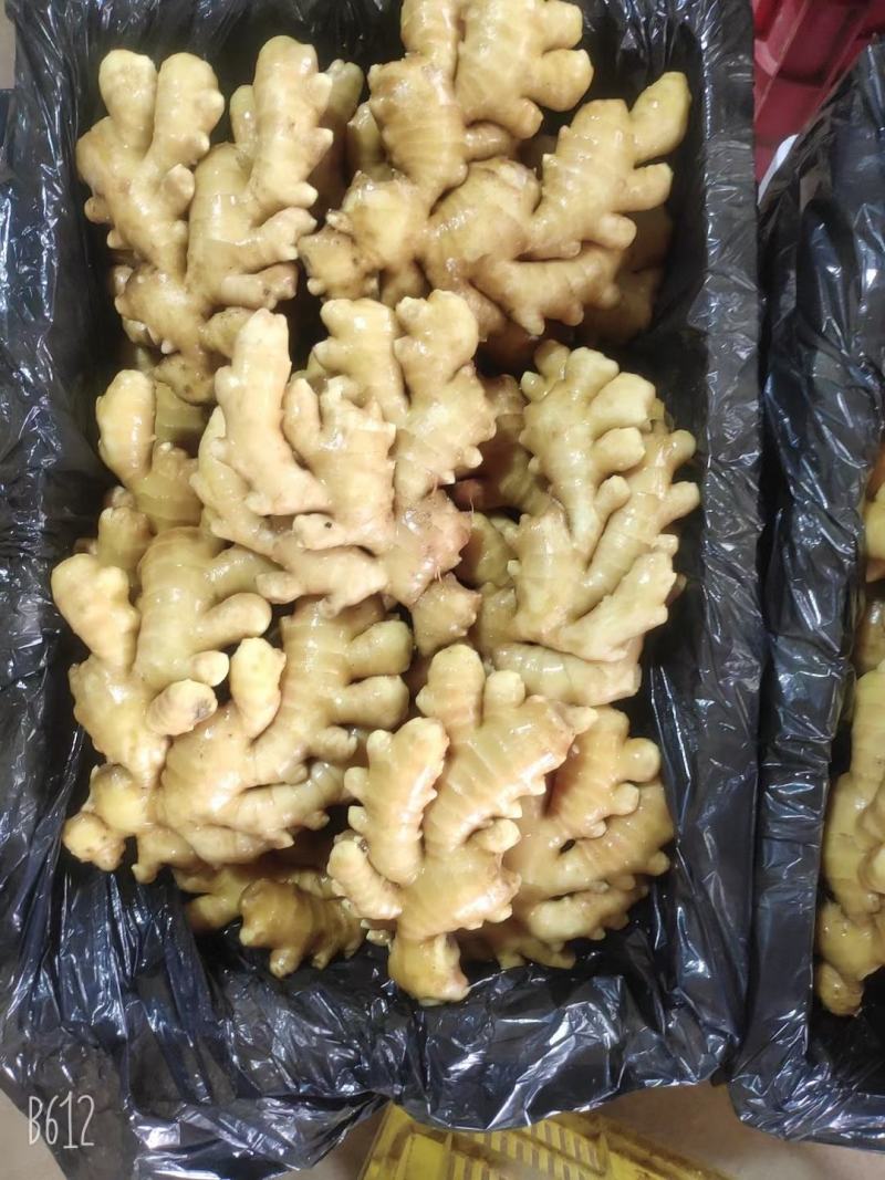 【精品小黄姜】山东大小黄姜，窖藏泥姜产地直销