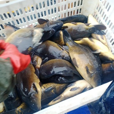 淡水鱼大全