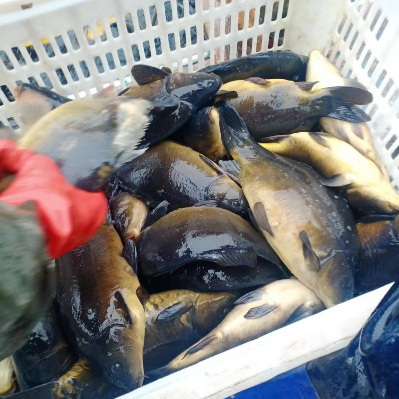 淡水鱼大全