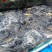 淡水鱼大全