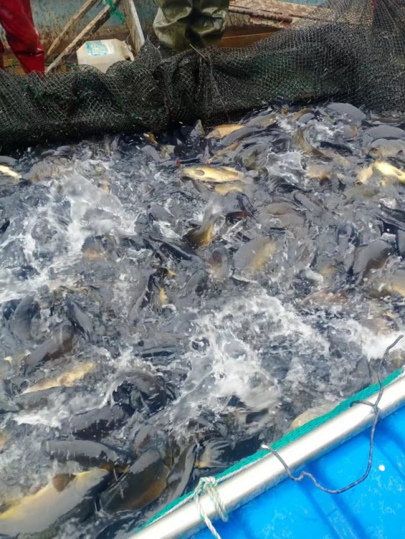 淡水鱼大全