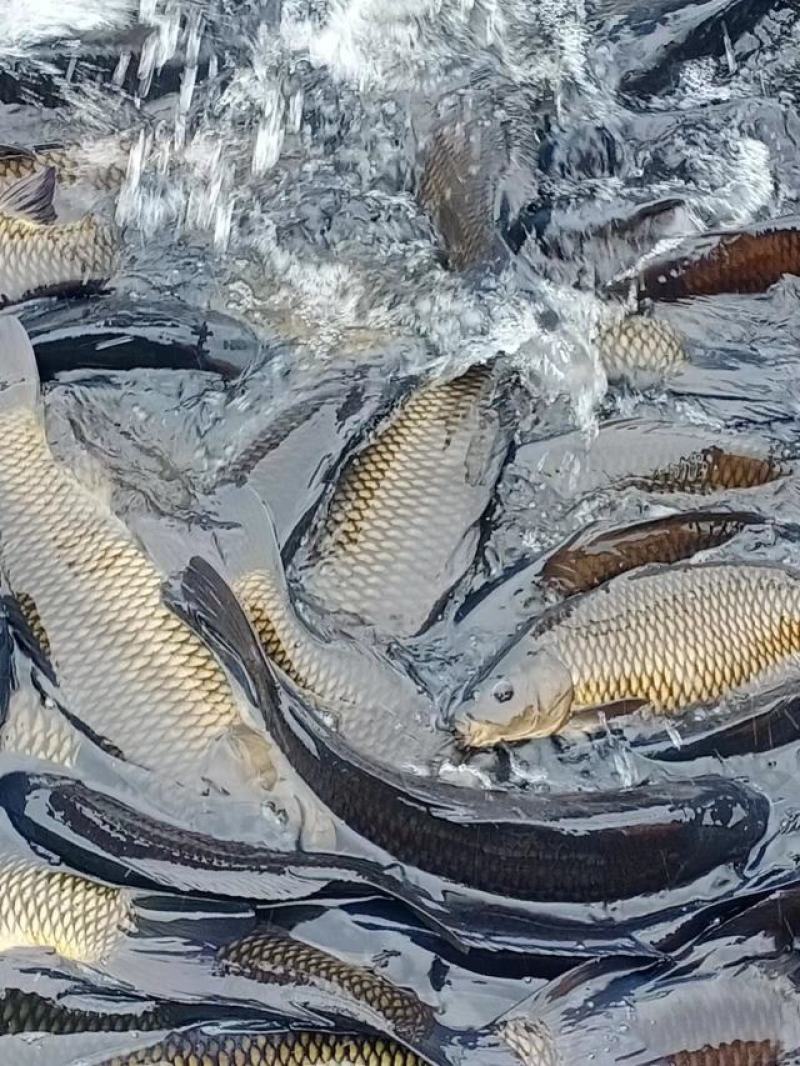 淡水鱼大全
