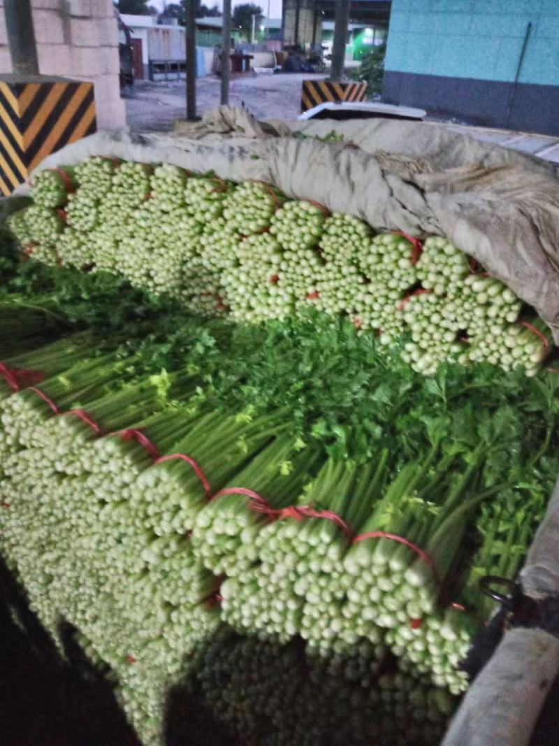 定西精品毛芹，产地直发，现砍现装，质量保证，货源充足