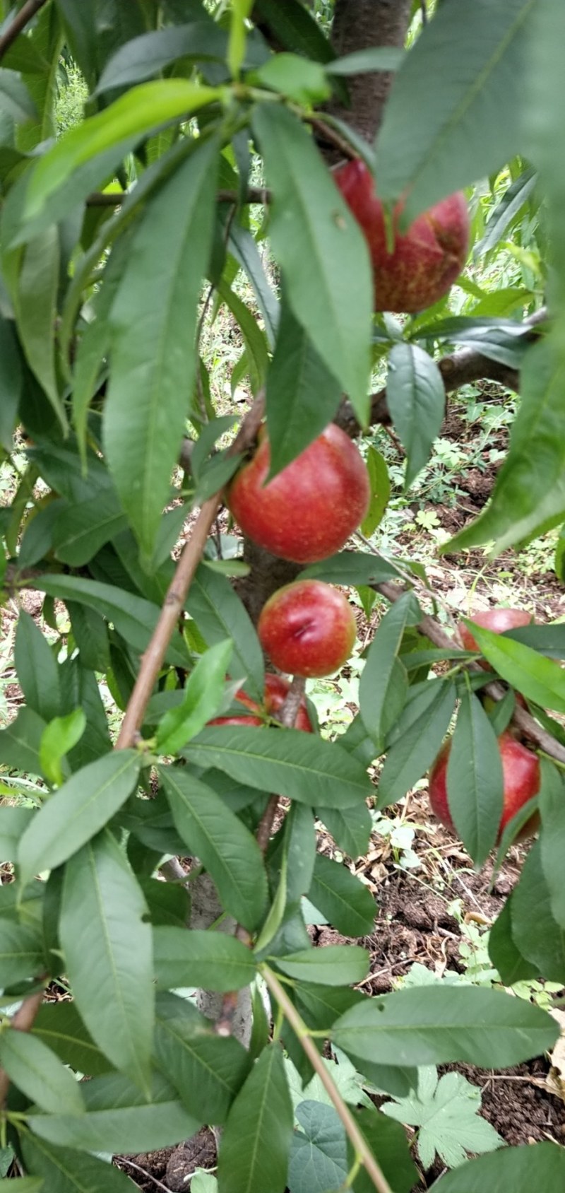 果园现摘新鲜质量好油桃大量上市了，特脆特甜