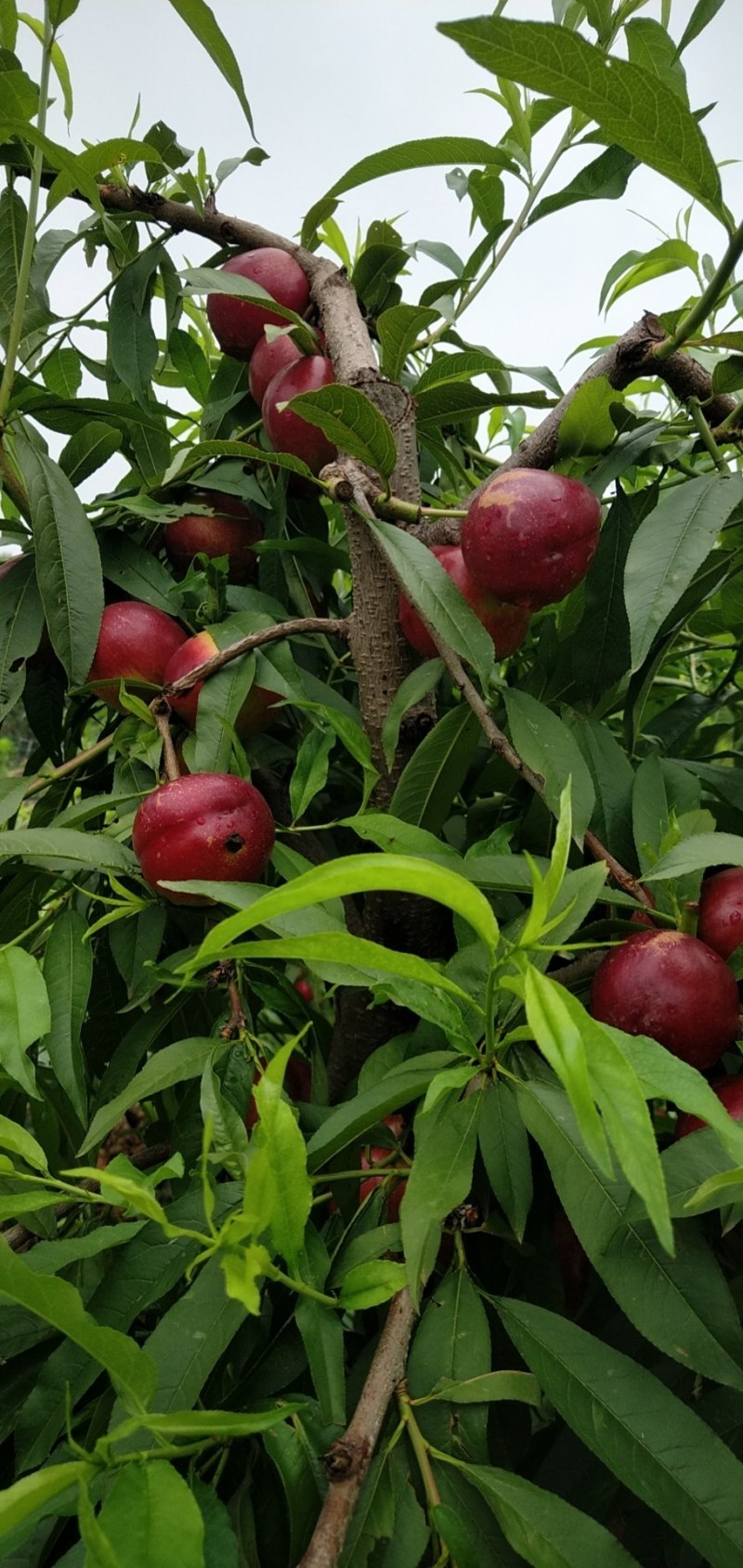 果园现摘新鲜质量好油桃大量上市了，特脆特甜
