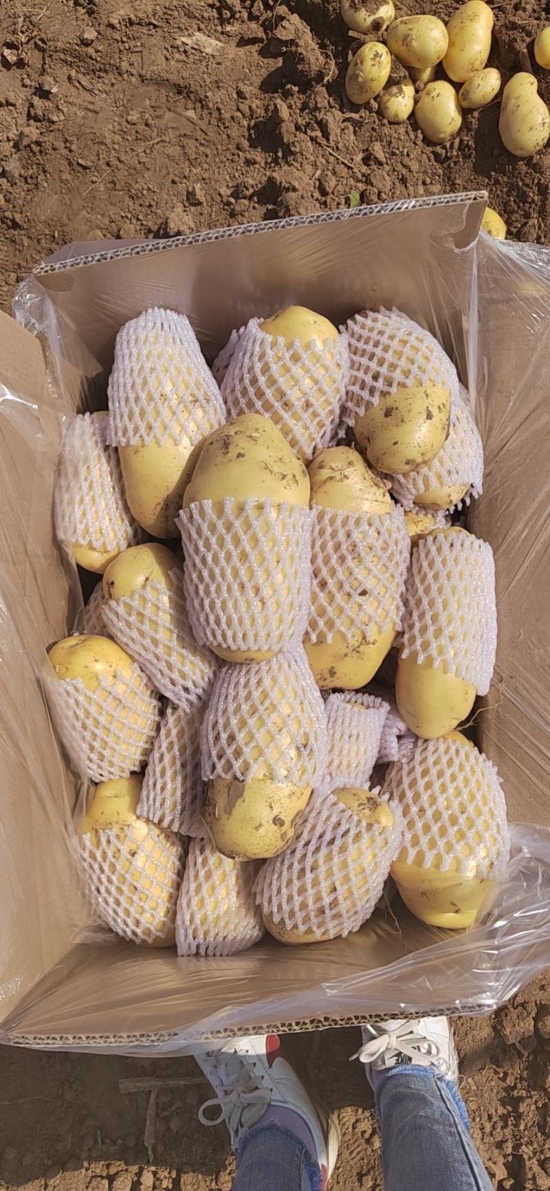 大棚土豆大量供应，专业打工队！大小车辆随到随装