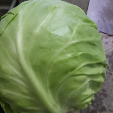 洋白菜