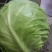 洋白菜