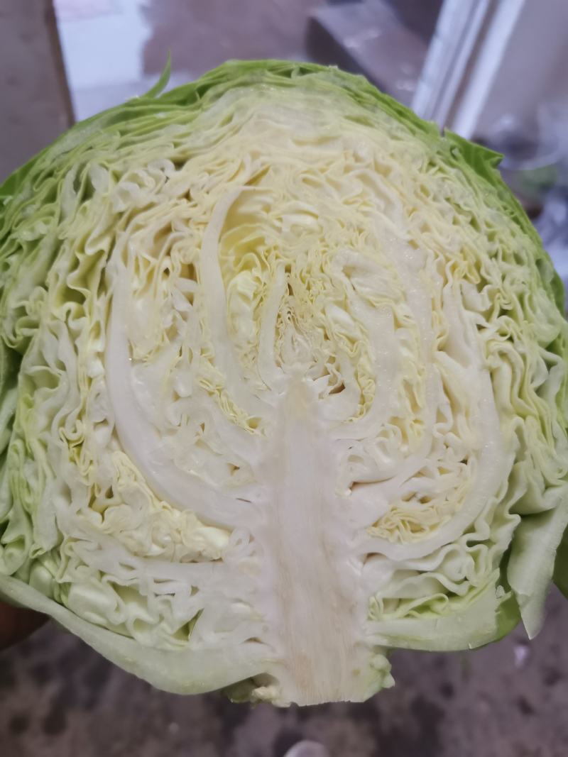洋白菜