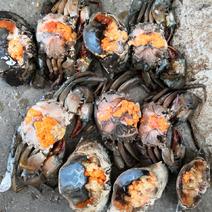 缅甸螃蟹膏蟹批发，欢迎大家前来咨询购买，味道鲜美