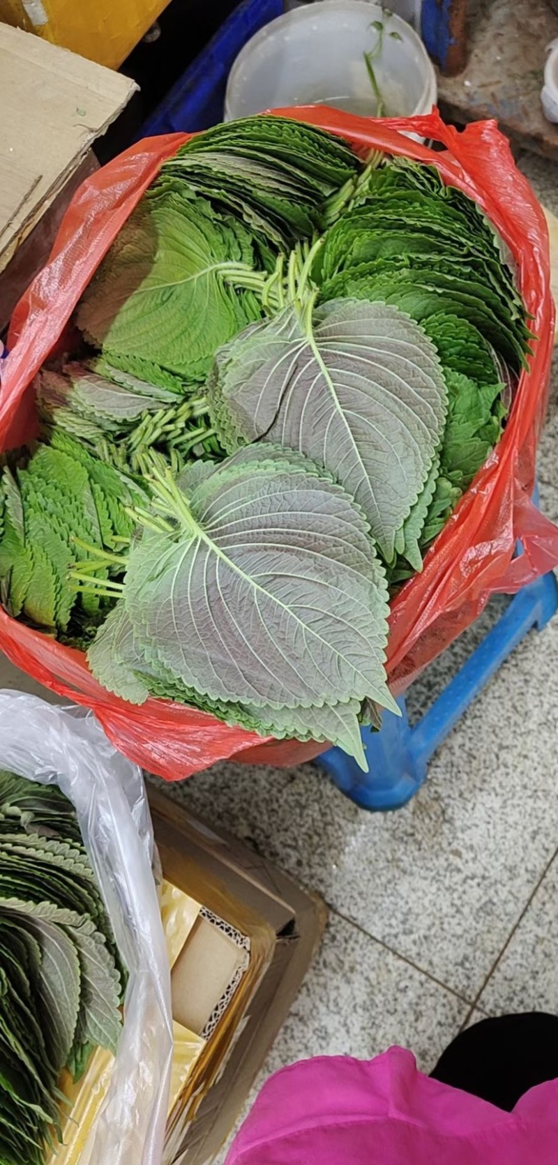 韩系紫苏全国发货，现摘现发，新鲜，色正