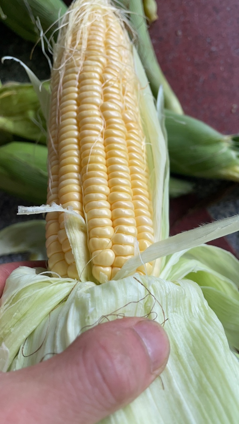 福建太阳花玉米🌽出鲜，小黑龙江之称黑土地，优品一手货源