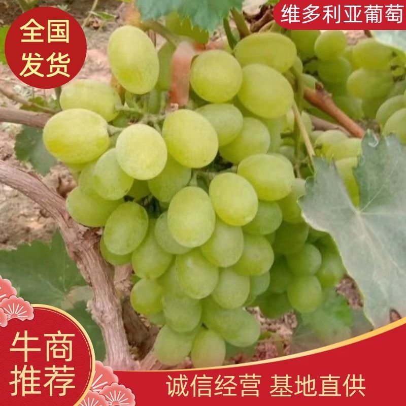 河北饶阳葡萄维多利亚葡萄可视频看