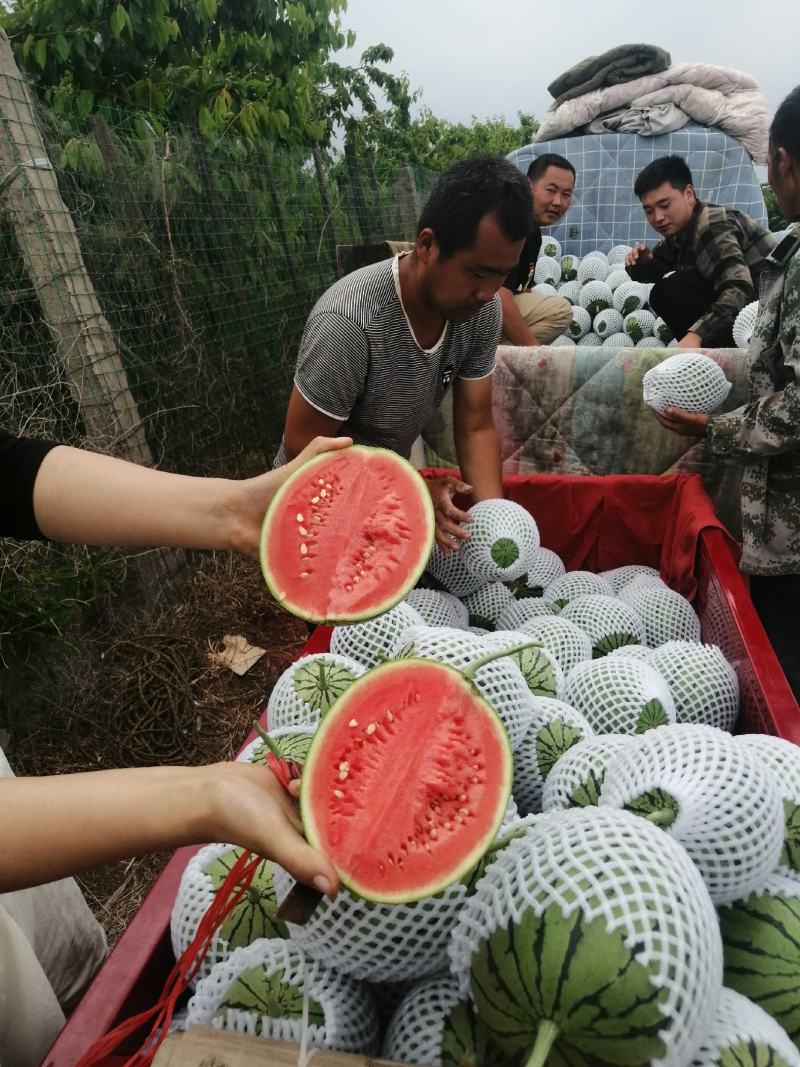 （热销）陕西吊篮西瓜品种正，品种多，皮薄甘甜保质量