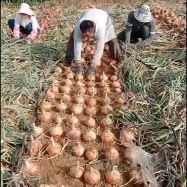 云南元谋黄葱大量上市，种植广范，产地直销，一手货源！