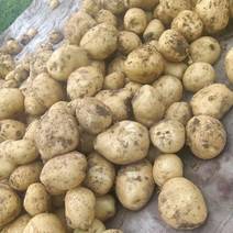 土豆，产地直供，大小均匀，质量好，欢迎选购