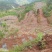 山地