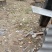 土蜂蜜