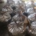 湖南湘西保靖黄金茶，红茶二叶一芽办公系列(红茶)