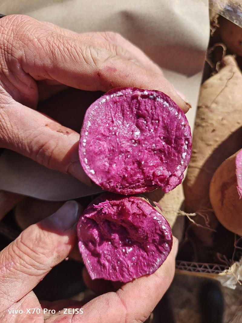 紫薯紫罗兰徐紫8号丘陵沙地种植口感好条形皮毛好