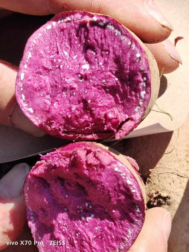 紫薯紫罗兰徐紫8号丘陵沙地种植口感好条形皮毛好