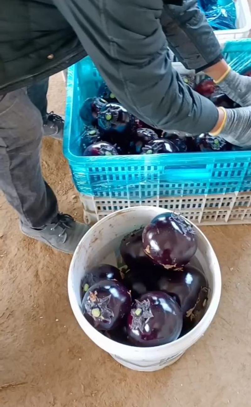 圆茄质量保障视频看货一手货源基地直发诚信合作欢迎电话联系