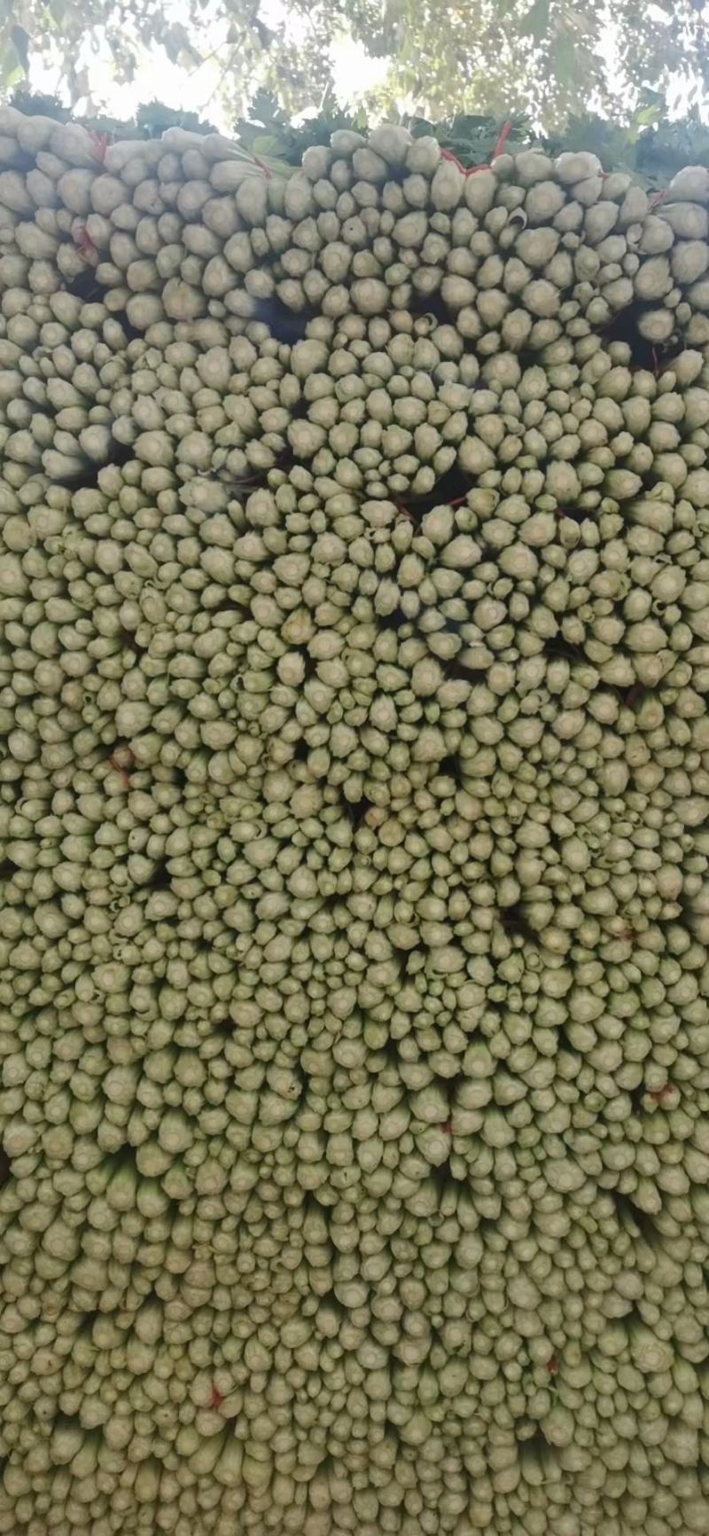 定西精品毛芹，产地直发，现砍现装，质量保证，货源充足